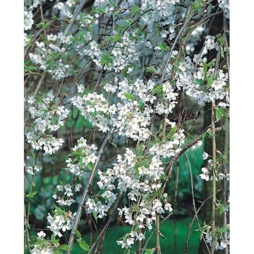 Prunus subhirtella 'Pendula'