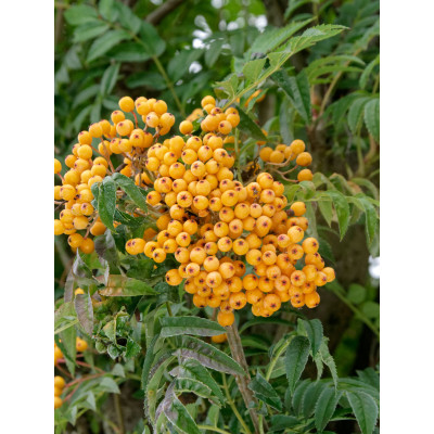 Sorbus aucuparia 'Autumn Spire'