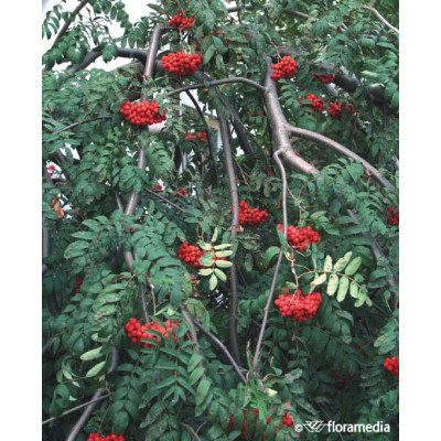 Sorbus aucuparia 'Pendula'