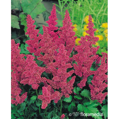 Astilbe x arendii mix