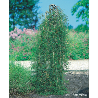 Caragana arborescens 'Walker'