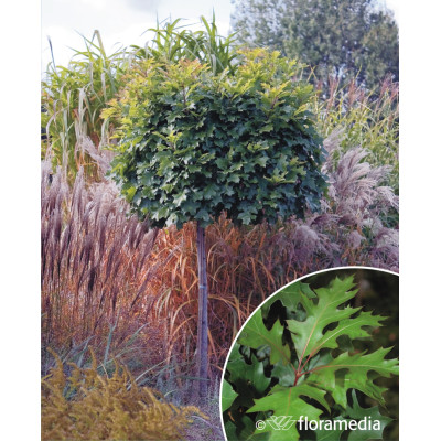 Quercus palustris 'Green Dwarf'