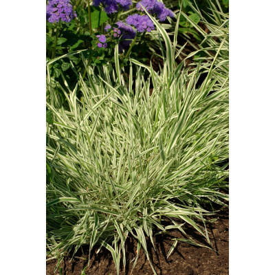 Holcus lanatus 'Jackdaws Cream'