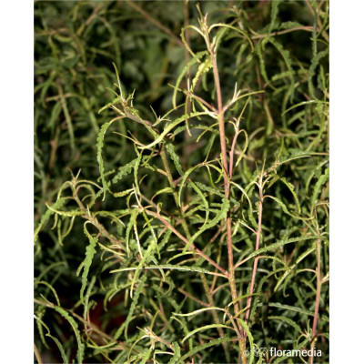 Rhamnus frangula Fine Line