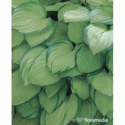 Hosta 'Stained Glass'