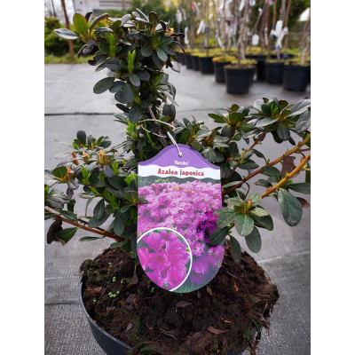 Azalea japonica 'Geisha Haruko'