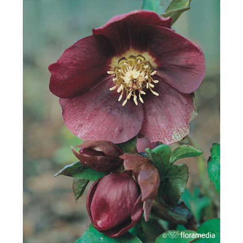Helleborus orientalis 'Purple'