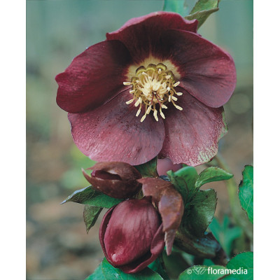 Helleborus orientalis 'Purple'