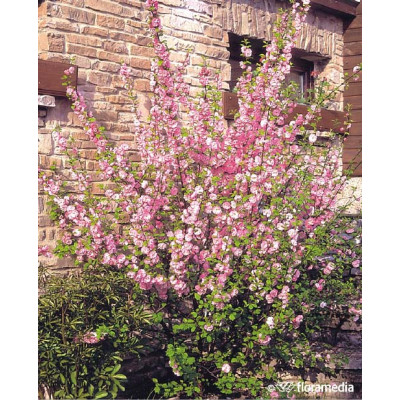 Prunus triloba