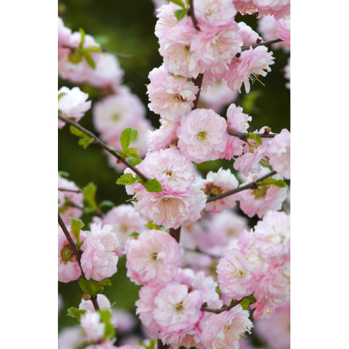 Prunus triloba