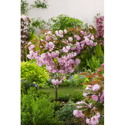 Prunus serrulata 'Kanzan'