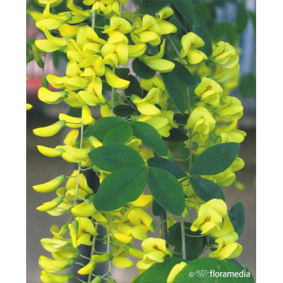 Laburnum alpinum 'Pendulum'