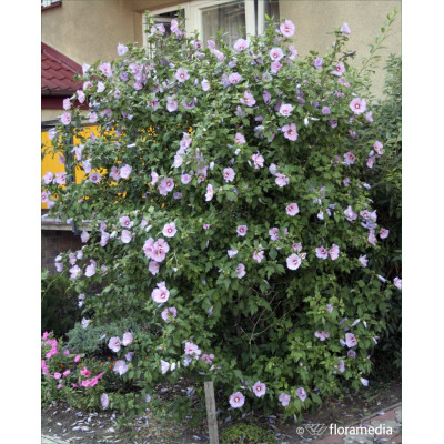Hibiscus syriacus pienny 2w1