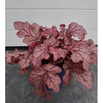 Heuchera 'Carnival Peach Porfait'