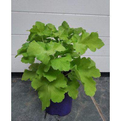 Heuchera 'Carnival Lime'