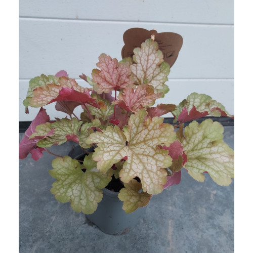 Heuchera 'Carnival Fall Festival'