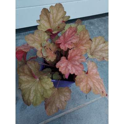 Heuchera 'Carnival Watermelon'