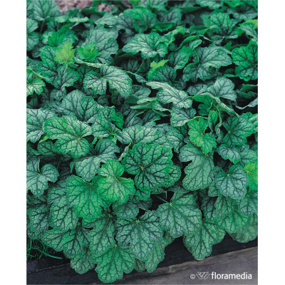 Heuchera 'Carnival Cocomint'