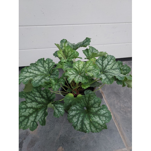 Heuchera 'Carnival Cocomint'