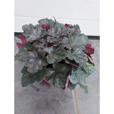 Heuchera villosa 'Hip Hip Hooray'