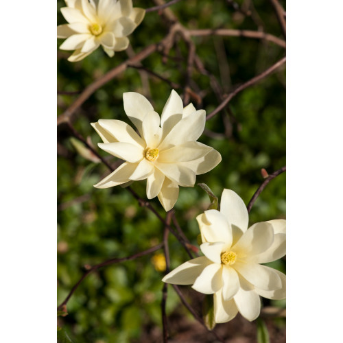 Magnolia 'Gold Star'