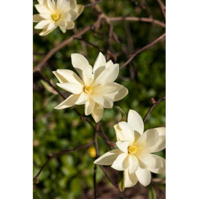 Magnolia 'Gold Star'