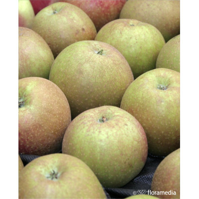 Malus domestica 'Red Boskoop'