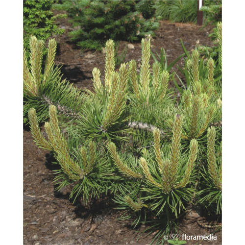 Pinus mugo 'Picobello'