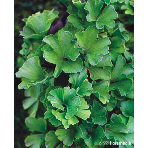 Ginkgo biloba 'Troll'