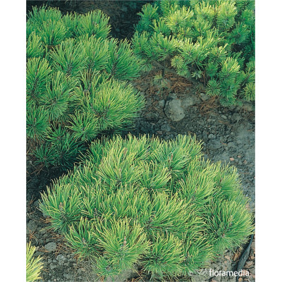 Pinus mugo 'Ophir'