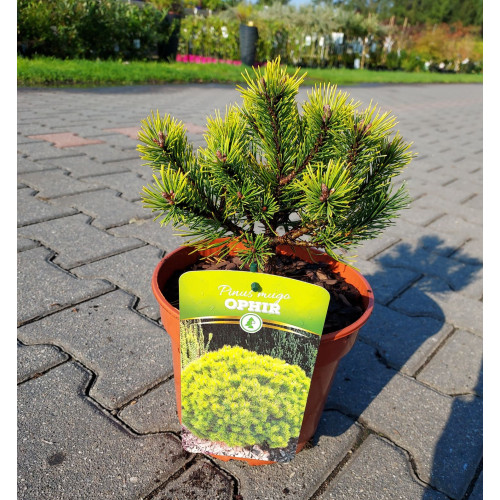 Pinus mugo 'Ophir'