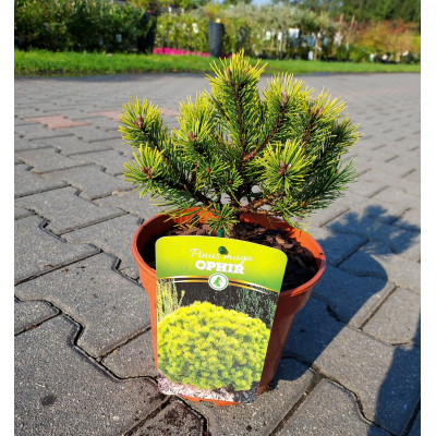 Pinus mugo 'Ophir'