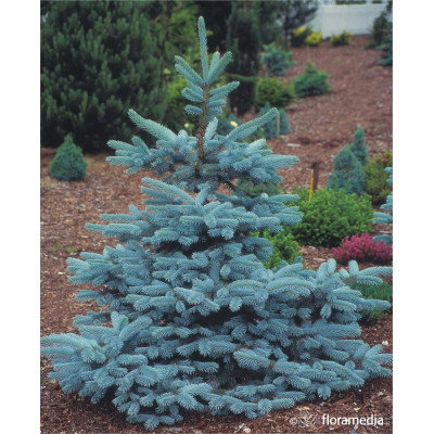 Picea pungens 'Hoopsii'