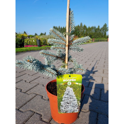 Picea pungens 'Hoopsii'