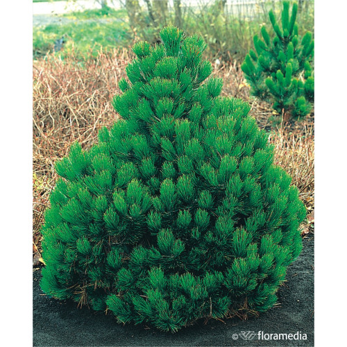 Pinus leucodermis 'Compact Gem'
