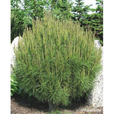 Pinus densiflora 'Jane Kluis'