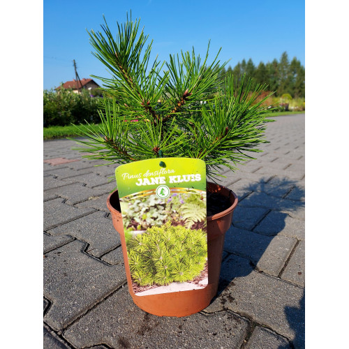 Pinus densiflora 'Jane Kluis'