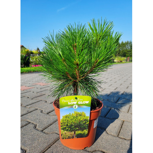 Pinus densiflora 'Low Glow'