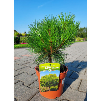 Pinus densiflora 'Low Glow'