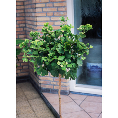 Ginkgo biloba 'Mariken'