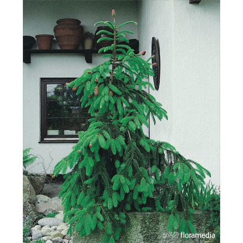 Picea abies 'Acrocona'