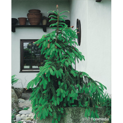 Picea abies 'Acrocona'