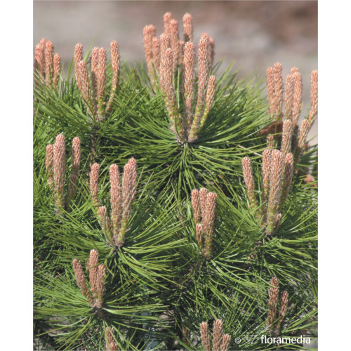 Pinus densiflora 'Low Glow'