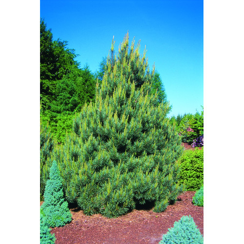 Pinus sylvestris 'Watereri' 