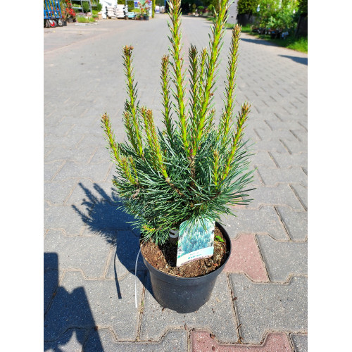 Pinus sylvestris 'Watereri' 