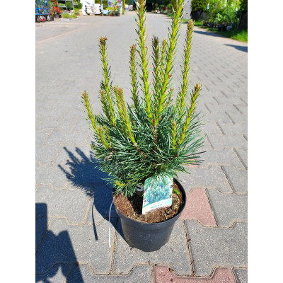 Pinus sylvestris 'Watereri' 