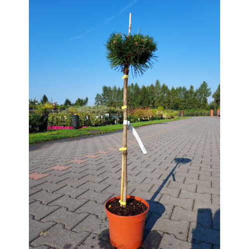 Pinus mugo 'Paradekissen'