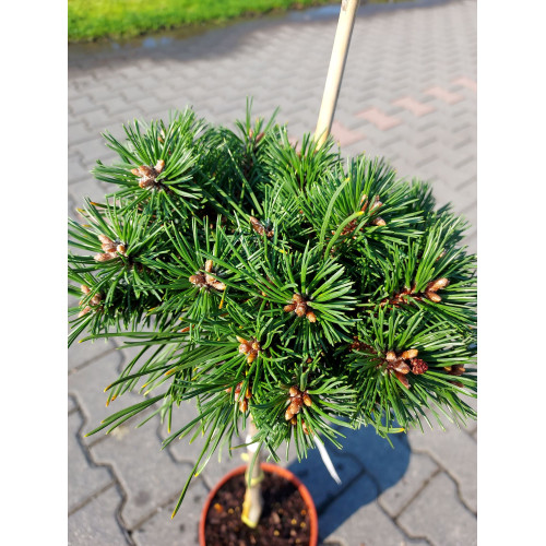 Pinus mugo 'Paradekissen'