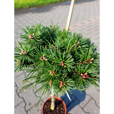 Pinus mugo 'Paradekissen'