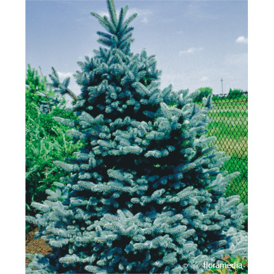 Picea pungens 'Blue Mountain'